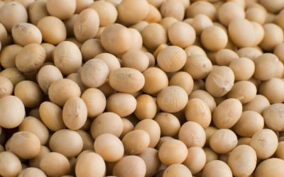 Soy Products